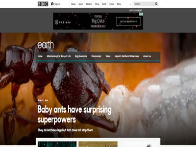 BBC在线