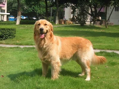 金毛寻回犬