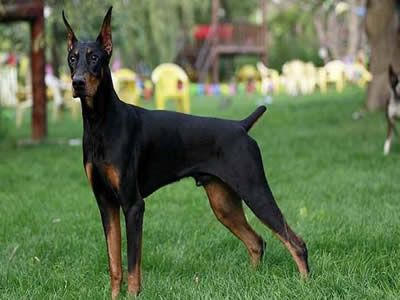 杜宾犬