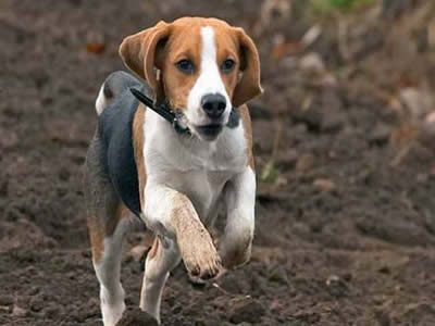比格犬