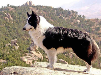 边境牧羊犬