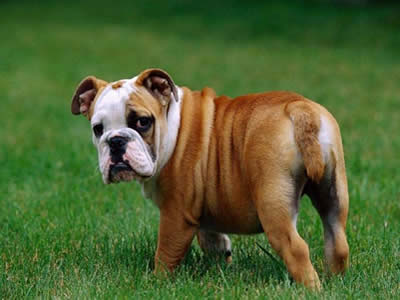 斗牛犬