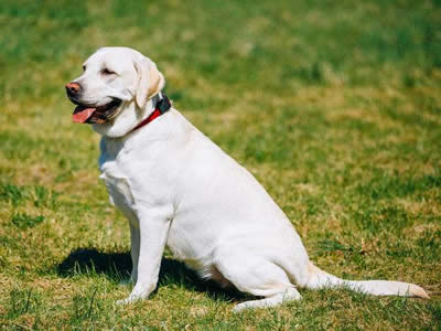 拉布拉多犬