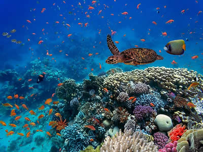 生物多样性 生物多样性
