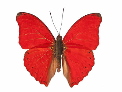 Blood Red Glider Blood Red Glider