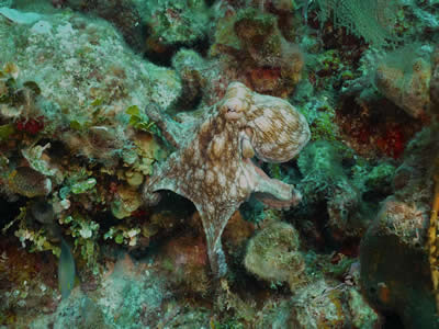 鱼类和其他海洋生物 鱼类和其他海洋生物